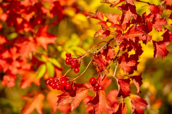 Herbstliches Laub Saisonaler Botanischer Hintergrund — Stockfoto