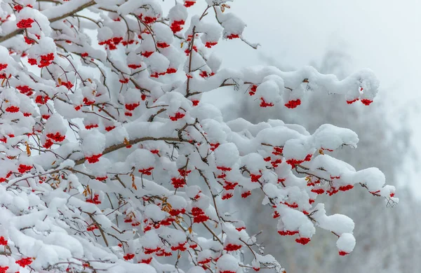 První Sníh Každým Klesajícím Stupněm Padá Oblohy Jedinečná Jiskra Zájmu — Stock fotografie