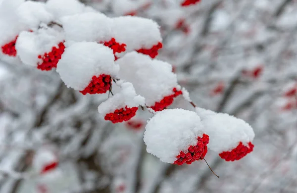 Primeira Neve Cada Escala Queda Uma Centelha Única Interesse Cai — Fotografia de Stock