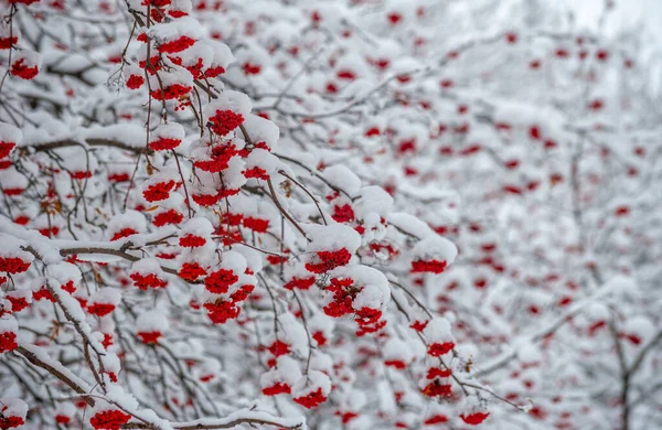 最初の雪だ 秋のスケールごとに 空からユニークな興味の火花が落ちる 星が暗い木々を満たすように落ちました 誰もが簡単にそれが唯一の美しい理由を想像することができました — ストック写真