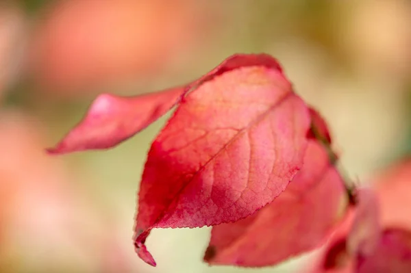 Shallow Depth Field Blurred Fall Color Leaves Phenomenon Whereby Take — Stock Photo, Image