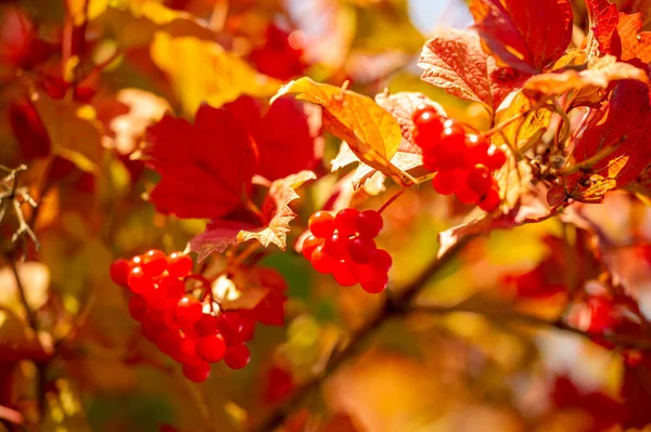 Autumn Foliage Seasonal Botanical Background — Stock Photo, Image