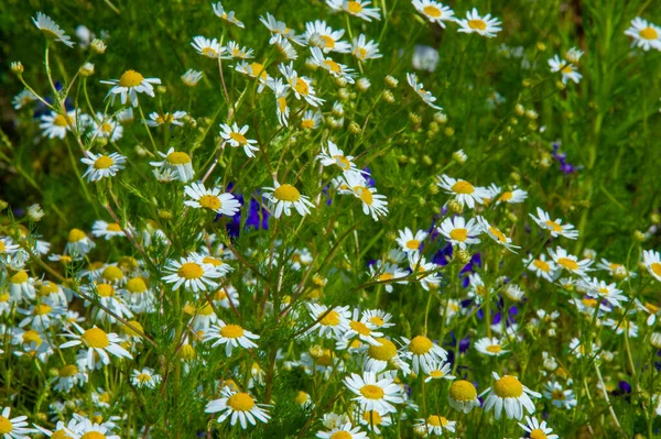 Schöne Florale Aufnahme Natürliche Tapete — Stockfoto