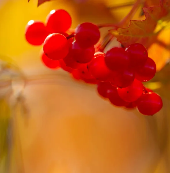 Красивий Ботанічний Дріб Ягідні Шпалери — стокове фото