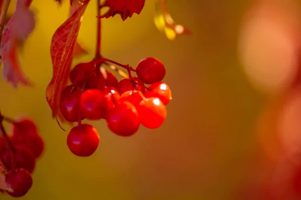 Beautiful Botanical Shot Berry Wallpaper — Stock Photo, Image