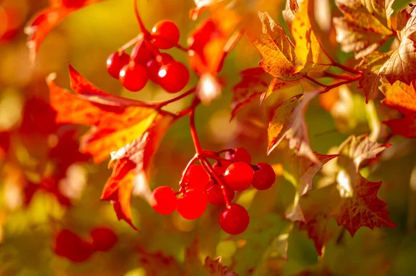 Autumn Foliage Seasonal Botanical Background — Stock Photo, Image