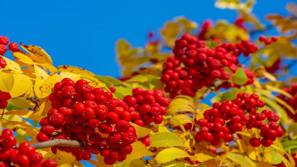 Malerischer Blick Auf Die Herbstlandschaft Bei Tageslicht — Stockfoto