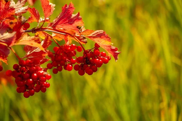 Осенняя Листва Сезонный Ботанический Фон — стоковое фото