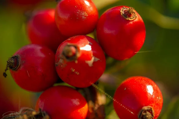 Schöne Botanische Aufnahme Beerentapete — Stockfoto