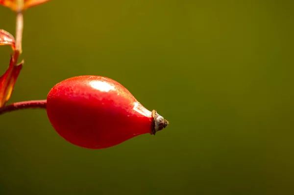 Beautiful Botanical Shot Berry Wallpaper — Stock Photo, Image