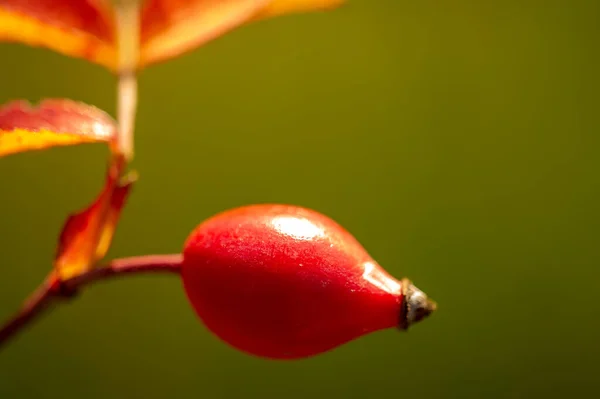 Beautiful Botanical Shot Berry Wallpaper — Stock Photo, Image