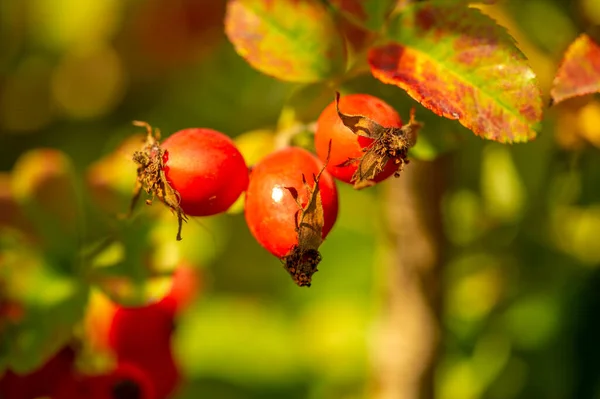 Tembakan Botani Yang Indah Berry Wallpaper — Stok Foto