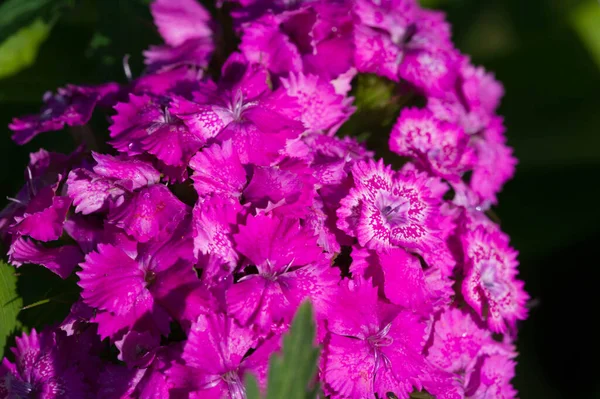 Красивий Квітковий Знімок Натуральні Шпалери — стокове фото