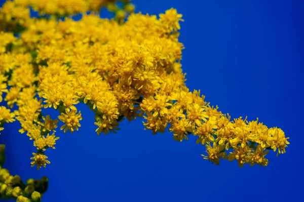 Красивый Цветочный Шот Натуральные Обои — стоковое фото