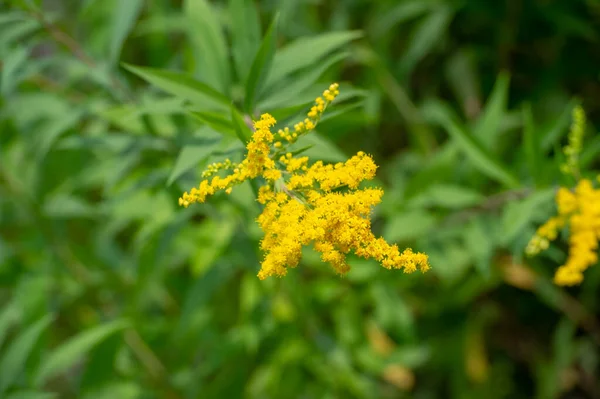 美丽的花卉照片 天然壁纸 — 图库照片