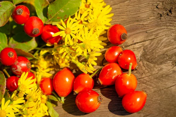 Bel Colpo Botanico Carta Parati Bacca — Foto Stock