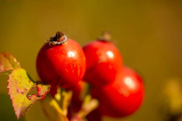 Schöne Botanische Aufnahme Beerentapete — Stockfoto