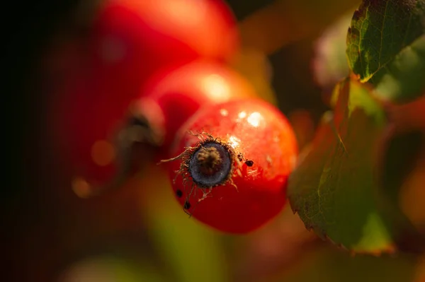 Schöne Botanische Aufnahme Beerentapete — Stockfoto