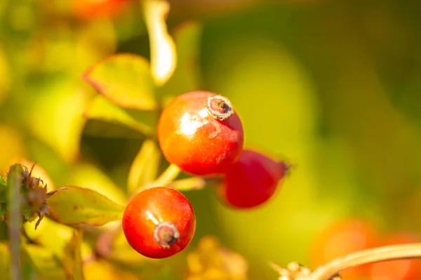 Schöne Botanische Aufnahme Beerentapete — Stockfoto