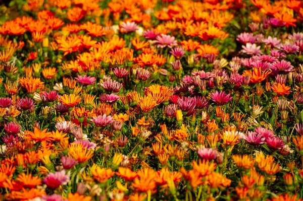 Piękny Botaniczny Strzał Kwiatowa Tapeta — Zdjęcie stockowe