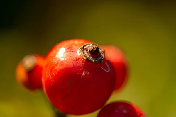 Schöne Botanische Aufnahme Beerentapete — Stockfoto