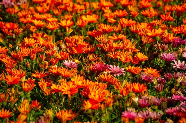 Piękny Botaniczny Strzał Kwiatowa Tapeta — Zdjęcie stockowe