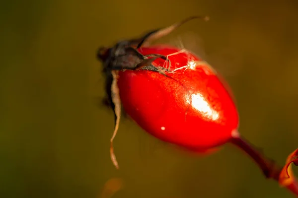 Schöne Botanische Aufnahme Beerentapete — Stockfoto