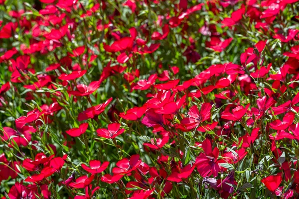 Beautiful Floral Shot Natural Wallpaper — Stock Photo, Image