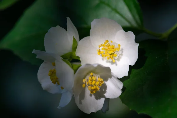 Όμορφο Floral Shot Φυσική Ταπετσαρία — Φωτογραφία Αρχείου