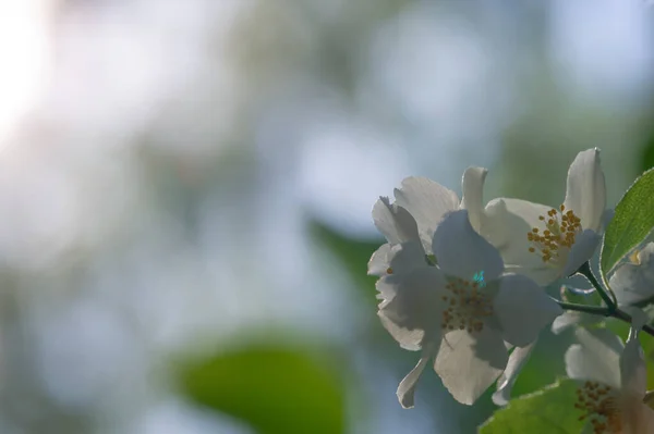 Beautiful Floral Shot Natural Wallpaper — Stock Photo, Image