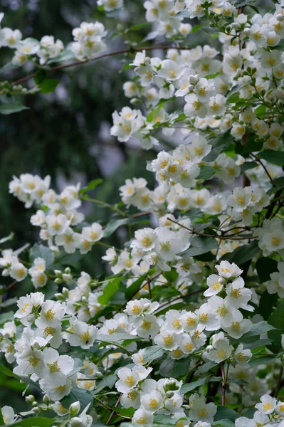 Красивий Квітковий Знімок Натуральні Шпалери — стокове фото