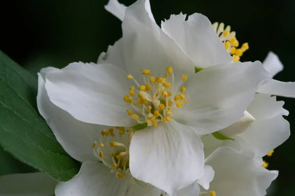美しい花のショット 自然壁紙 — ストック写真