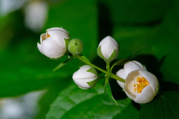 Gyönyörű Virágos Lövés Természetes Tapéta — Stock Fotó