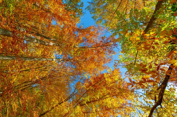 Foto Van Het Krim Schiereiland Herfst Beuken Haagbeuk Bos Het — Stockfoto