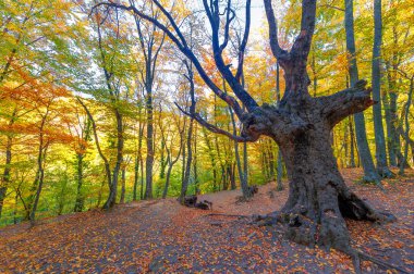 Gün ışığında güzel manzaranın resimsel görüntüsü
