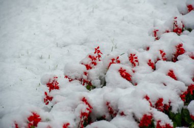 Güzel çiçekli fotoğraf, doğal duvar kağıdı.