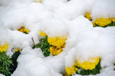 Güzel çiçekli fotoğraf, doğal duvar kağıdı.