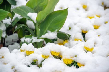 Güzel çiçekli fotoğraf, doğal duvar kağıdı.
