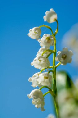 Güzel çiçekli fotoğraf, doğal duvar kağıdı.