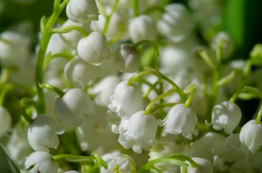 Güzel çiçekli fotoğraf, doğal duvar kağıdı.