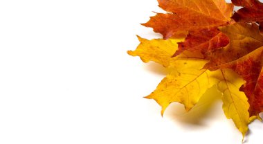Sonbahar resmi, sonbahar akçaağaç yaprakları, farklı renkler. Sarı, kırmızı, bordo, yeşil, turuncu,