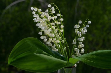 Güzel çiçekli fotoğraf, doğal duvar kağıdı.