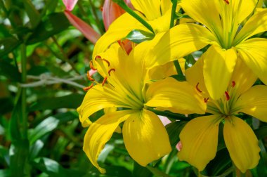 Güzel botanik fotoğrafı, doğal duvar kağıdı.