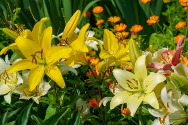 Güzel botanik fotoğrafı, doğal duvar kağıdı.