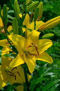 Güzel botanik fotoğrafı, doğal duvar kağıdı.