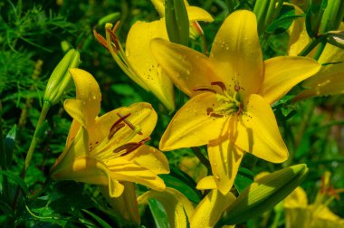 Güzel botanik fotoğrafı, doğal duvar kağıdı.