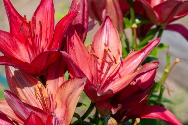 Güzel botanik fotoğrafı, doğal duvar kağıdı.