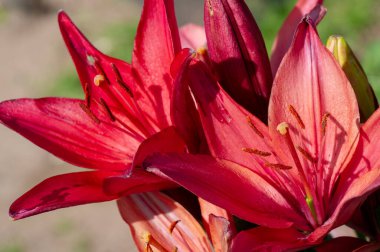 Güzel botanik fotoğrafı, doğal duvar kağıdı.