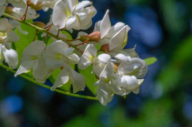 Güzel çiçekli fotoğraf, doğal duvar kağıdı.