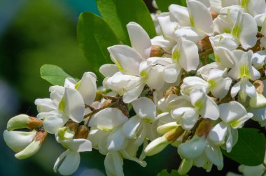 Güzel çiçekli fotoğraf, doğal duvar kağıdı.